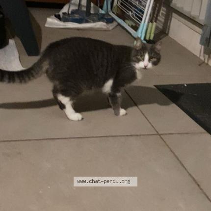 Foto 1/1 Vaïana Chat perdido en Sollies pont