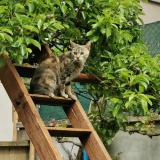 Foto del gato perdido en Val De Moder