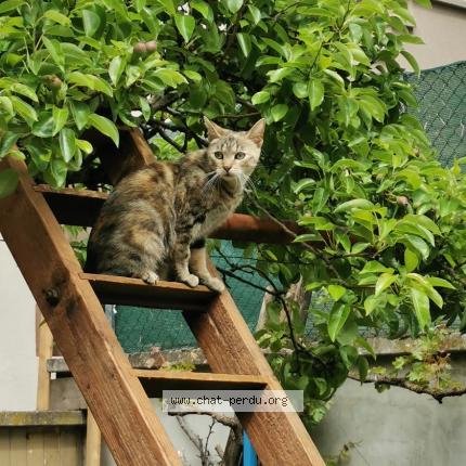 Foto 1/1 Ostara Chat perdido en Val de moder