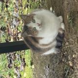 Foto de gato encontrado en La Courneuve