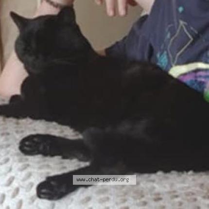 Foto 1/1 Gato encontrado Perdido en Maze