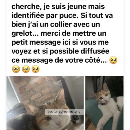 Foto 1/1 Moon Chat perdido en Boucau