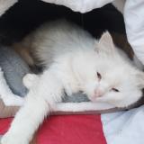 Foto de gato encontrado en St Seurin Sur L Isle