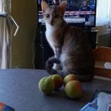 Foto del gato perdido en Voulementin