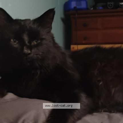 Foto 1/1 Rex Chat perdido en Trafford