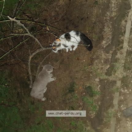 Foto 1/1 Gato encontrado Encontrado en Le pre saint gervais