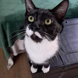 Foto del gato perdido en Pretoria