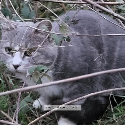 Foto 1/1 Gato encontrado Encontrado en Cazouls les beziers