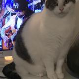 Foto del gato perdido en Yves