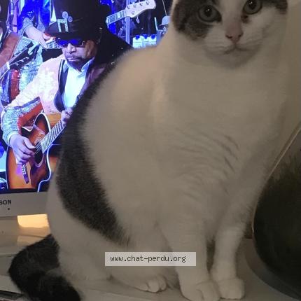 Foto 1/1 Nahla Chat perdido en Yves