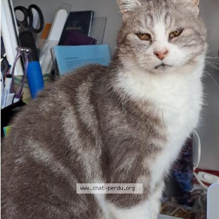 Foto 1/1 TOTORO Chat perdido en Dreux