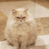 Foto de un gato reunido en Pune