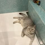 Foto del gato perdido en Neuilly