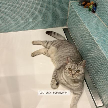 Foto 1/1 Yoda Chat perdido en Neuilly