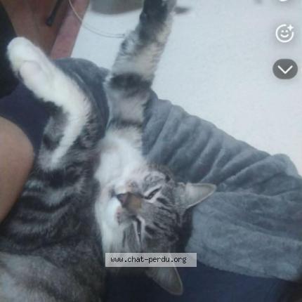 Foto 1/1 Omega Chat perdido en Couffoulens perdue depuisvec ler