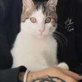 Foto del gato perdido en Montelimar