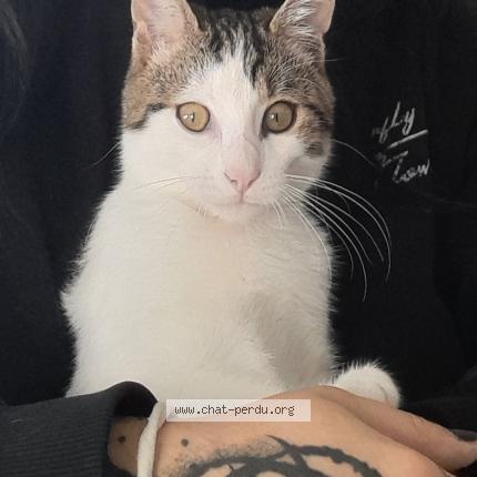 Foto 1/1 Ivy Chat perdido en Montelimar