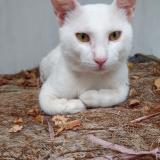 Foto del gato perdido en Jhumra