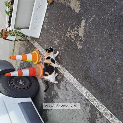 Foto 1/1 Gato encontrado Encontrado en Marseille