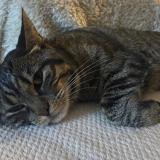 Foto del gato perdido en Courrieres