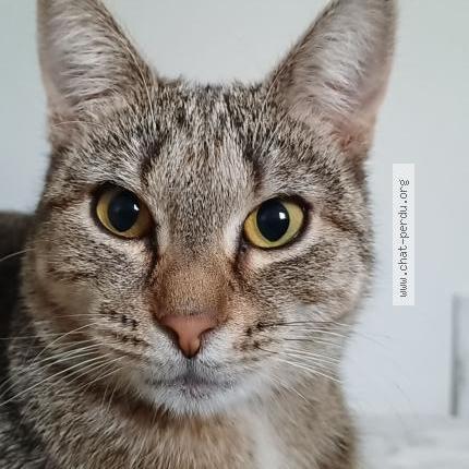 Foto 1/1 Stella Chat perdido en Noirefontaine