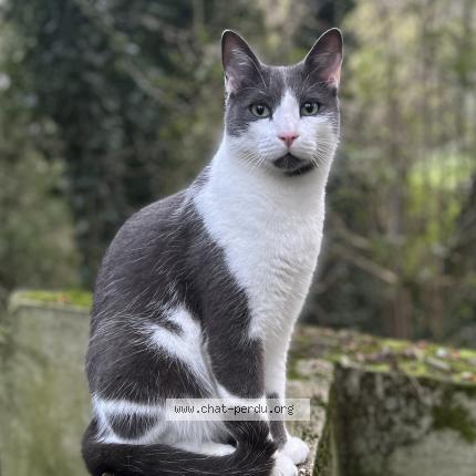 Foto 1/3 Neteyam Chat perdido en Genas