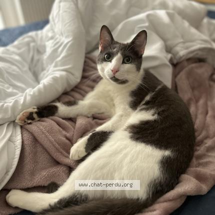 Foto 2/3 Neteyam Chat perdido en Genas