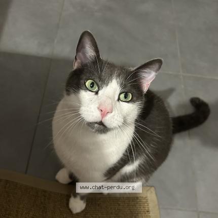 Foto 3/3 Neteyam Chat perdido en Genas