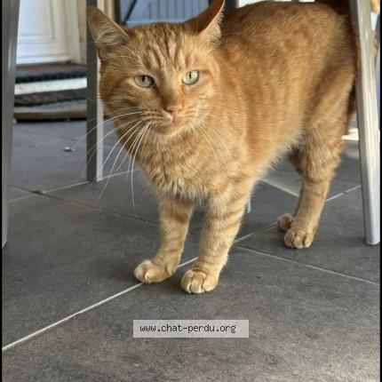 Foto 1/1 Caramel Chat perdido en Taillan medoc