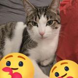 Foto del gato perdido en Castelnau De Medoc