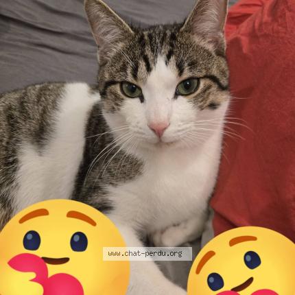 Foto 1/1 Haku Chat perdido en Castelnau de medoc