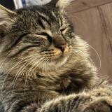 Foto del gato perdido en Joue L Abbe