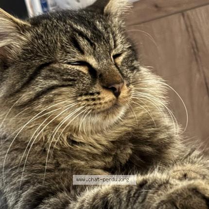 Foto 1/1 Mowglie Chat perdido en Joue l abbe