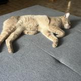 Foto del gato perdido en Hyeres