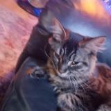 Foto del gato perdido en Surrey