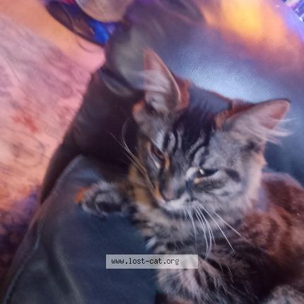 Foto 1/1 Cooter Chat perdido en Surrey