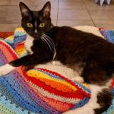 Foto del gato perdido en Wavrin