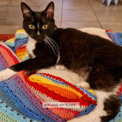 Foto 1/1 MICA Chat perdido en Wavrin