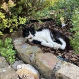 Foto del gato perdido en Leval Trahegnies