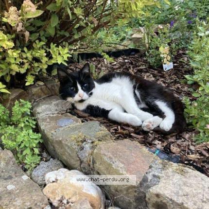 Foto 1/1 Or&eacute;o Chat perdido en Leval trahegnies