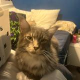 Foto del gato perdido en Brest