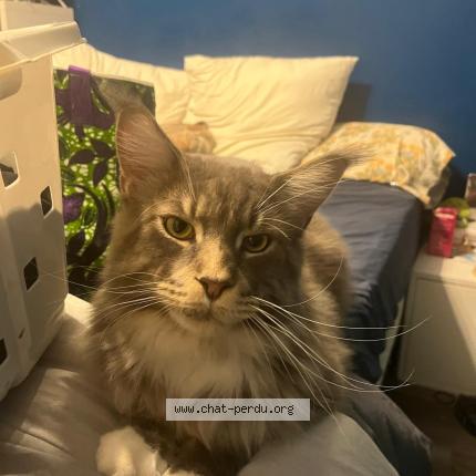 Foto 1/1 Uriel Chat perdido en Brest