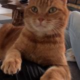 Foto del gato perdido en Gavrelle