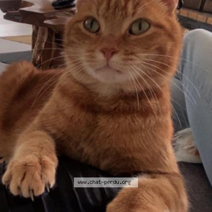 Foto 1/1 SIMBA Chat perdido en Gavrelle