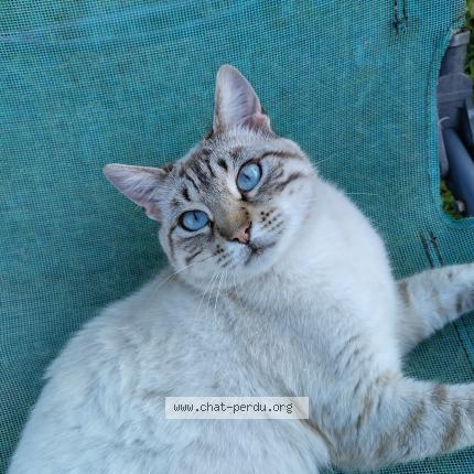 Foto 1/1 Rocky Chat perdido en Villeneuve sur allier