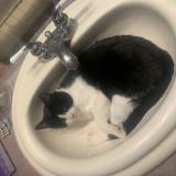 Foto del gato perdido en Pincourt