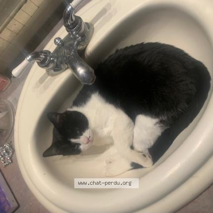 Foto 1/1 gaetan Briere Chat perdido en Pincourt