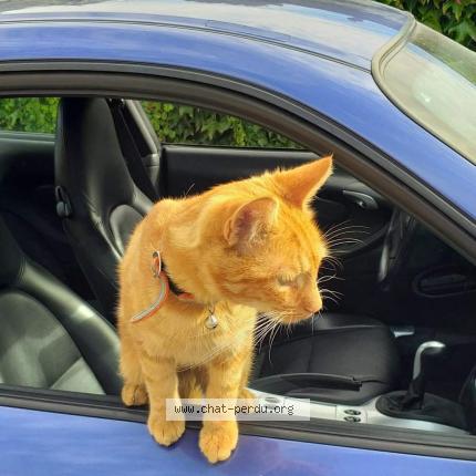 Foto 1/1 Gato encontrado Perdido en Hautrage