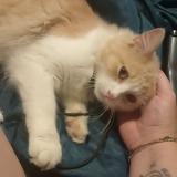 Foto del gato perdido en 85620