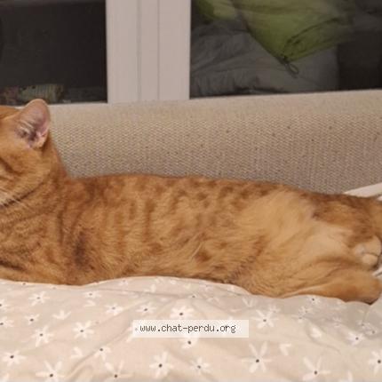 Foto 1/1 Ypouyou Chat perdido en Bueil